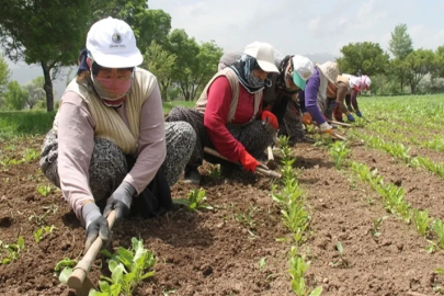 Mevsimlik tarım işçilerinin ortalama günlük ücretleri arttı