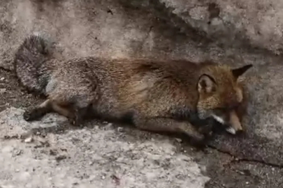 Uludağ'da tilkiye çarpıp kaçtı