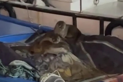 Aç kalan yavrularıyla Gemlik’te tekneye sığındı