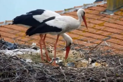 Yaren'den sonra, Nazlı da yuvasına geldi.