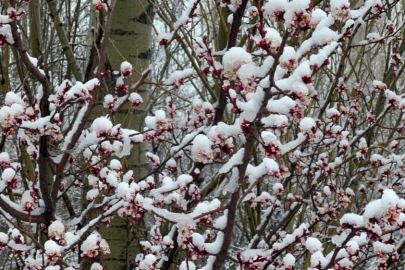 Afyonkarahisar ve Kütahya'da badem ve kayısı çiçekleri karla kaplandı
