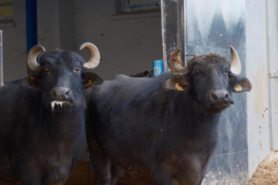 Türkiye'nin yeni manda ırkı Murana süt verimi ile dikkat çekiyor