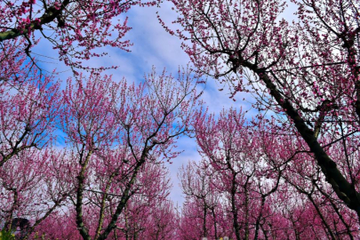 İznik Ovası'nda bahar şöleni