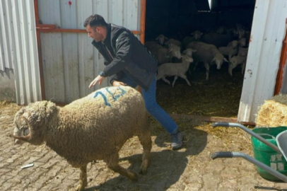 Bursa'da milyonluk koçun kuzuları için bugünden sıraya girdiler