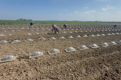 Karacabey Ovası'nda turfanda karpuz ekimi başladı