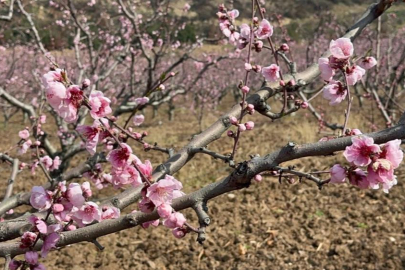 Siyahların ardında açan pembe şeftali çiçekleri