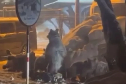 Uludağ'da ayı ailesi kış uykusundan uyandı