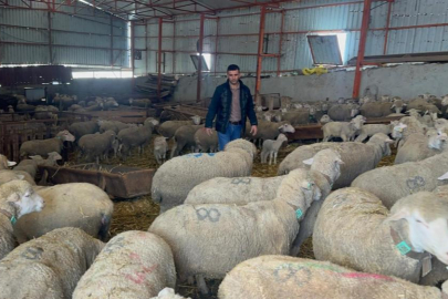 57 yıldır safkan damızlık Karacabey merinosu yetiştiriyorlar