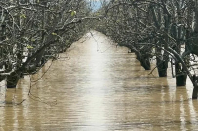 Bursa'da şeftali ve armut bahçeleri sular altında kaldı