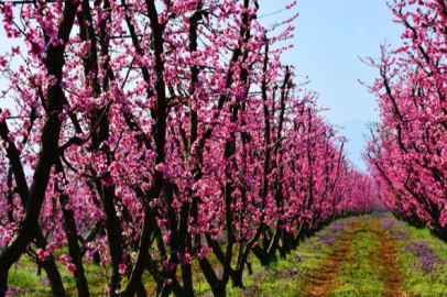 İznik çiçek bahçesine büründü