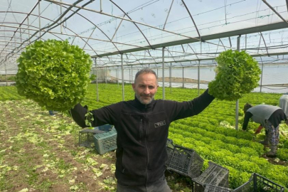 Geçen sene zararıyla ağlatan 'kıvırcık' bu yıl güldürdü