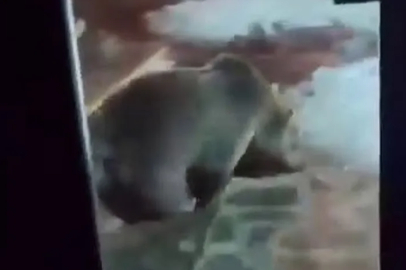 Uludağ’da ayı ailesi paniğe yol açtı