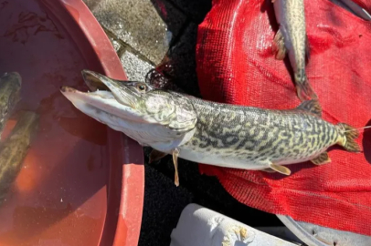 Ulubat Gölü'nde suyun çok olması turna fiyatlarını uçurdu