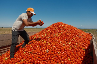 Karacabey'de salçalık domates ekiminde "serbest"in fazla olması bekleniyor