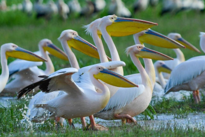 Göç yolundaki pelikan sürüsünün Bursa molası