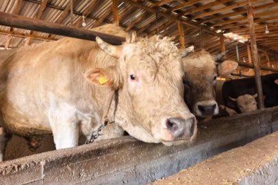 Bursa'da tonluk 'Paşa' alıcısını bekliyor