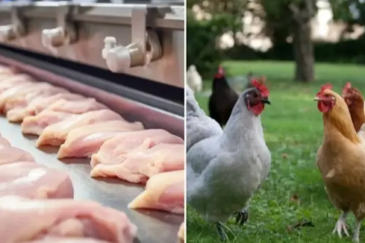 Şubat ayında tavuk eti üretimi 227 bin 793 ton oldu