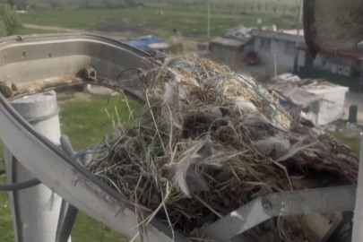 Bursa'daki sokak lambaları kuşlara yuva oldu