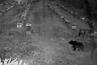 Bursa'da arı kovanlarına ayı saldırısı