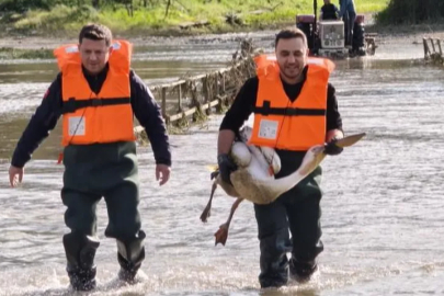 Bursa'da barajda mahsur kalan pelikan için seferber oldular