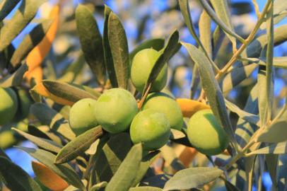 Bir kilogram zeytin için 6798 litre suya ihtiyaç duyuluyor