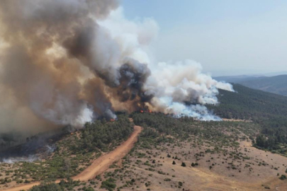 Bursa'da orman yangınının yaraları böyle sarıldı