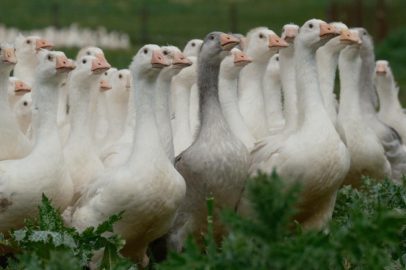 Anadolu kazına "milli kimlik": Anne hattı Yozgat, baba hattı Bandırma