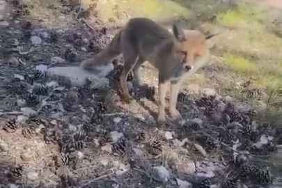 Bursa'da ilginç görüntüler
