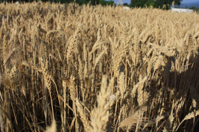 Dünya hububat üretiminde bir ilk gerçekleşecek