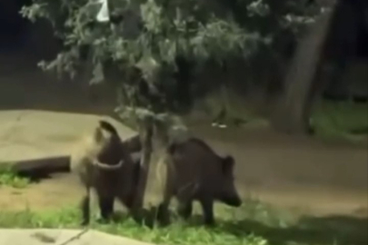 Bursa'da domuzlar piknik alanlarına indi