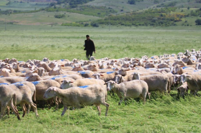 "Kırsalda Bereket Küçükbaşa Destek Projesi"nde son gün uyarısı