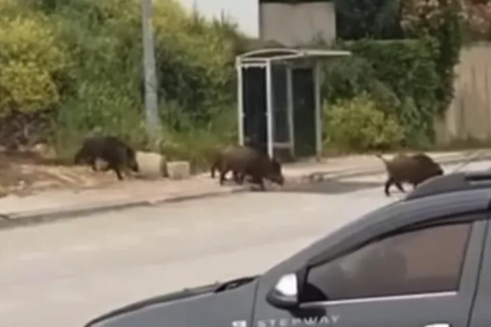 Bursa'da aç kalan domuz sürüsü şehir merkezine indi
