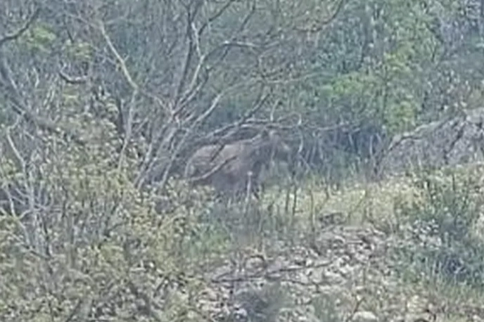 Orhaneli yolunda ayı paniği