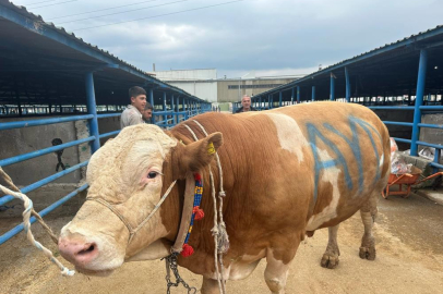 Bursa'da kurbanlık şampiyonu görücüye çıktı: Tam 1,2 ton