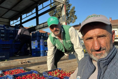 İznik’te mevsimin ilk karabodur kirazı hasadı başladı