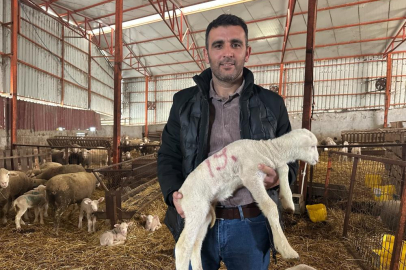57 yıllık tecrübeden koyunculuğa başlayacaklara önemli öneriler