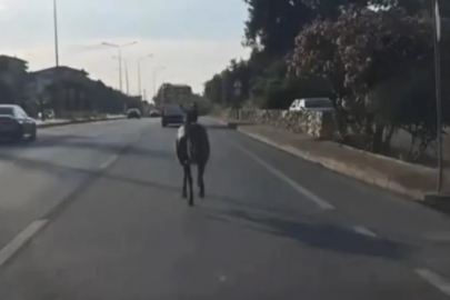 Bursa trafiğinde başıboş at paniği