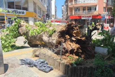 Bursa'da faciadan dönüldü...Asırlık çınar yola devrildi
