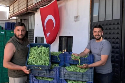 İznik'te Nazende fasulyesinde ilk hasat başladı