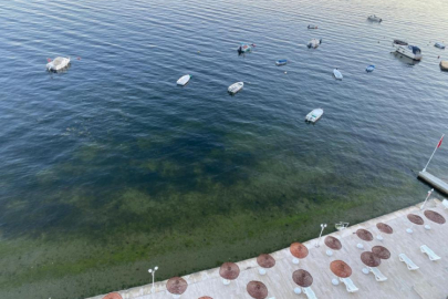 Gemlik Körfezi'nde sevindiren görüntüler