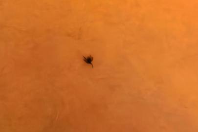İnegöl'de kene alarmı