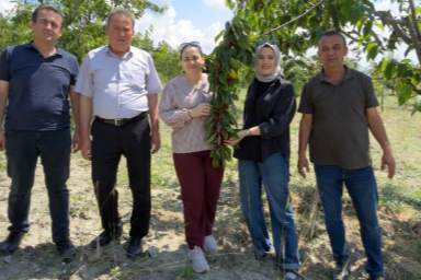 DAĞDER’den kiraz üreticilerine destek