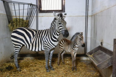 Bursa Hayvanat Bahçesi’ndeki zebra ailesi büyüyor