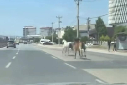 Bursa'da başıboş atlar trafiği tehlikeye attı