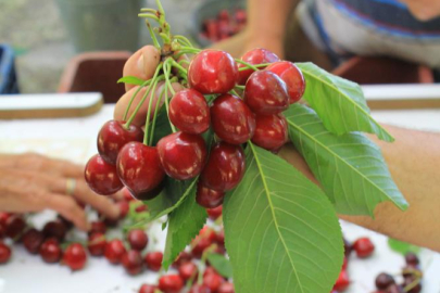ABD ve Avrupa kirazda bu aromayı özellikle istiyor