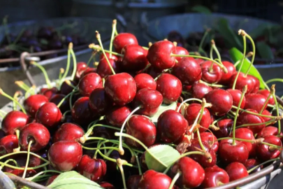 Stokların azlığı ve yüksek aroma tercihi Sultandağı vişnesini değerli yaptı