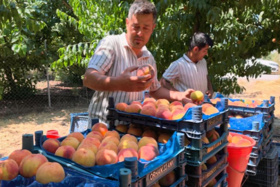 Gülaven şeftalisinin hasadı başladı