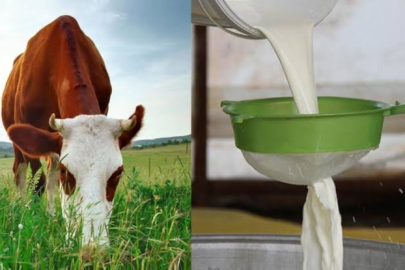 Ticari süt işletmelerince 995 bin 463 ton inek sütü toplandı