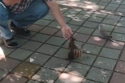 İnegöl’de sincap ve kumruyu elleriyle besledi