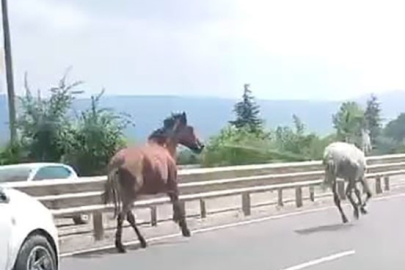 Bursa'da başıboş atlar trafikte araçlarla yarıştı
